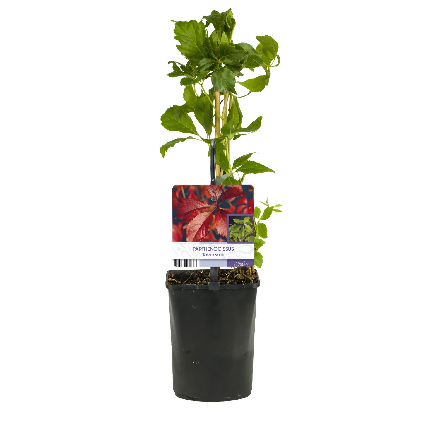 Green boutiQ - Wilde Wingerd - Parthenocissus Engelmannii - Blad Groen later Rood - Weinig onderhoud - 2 planten - Pot 11cm Hoogte 40cm