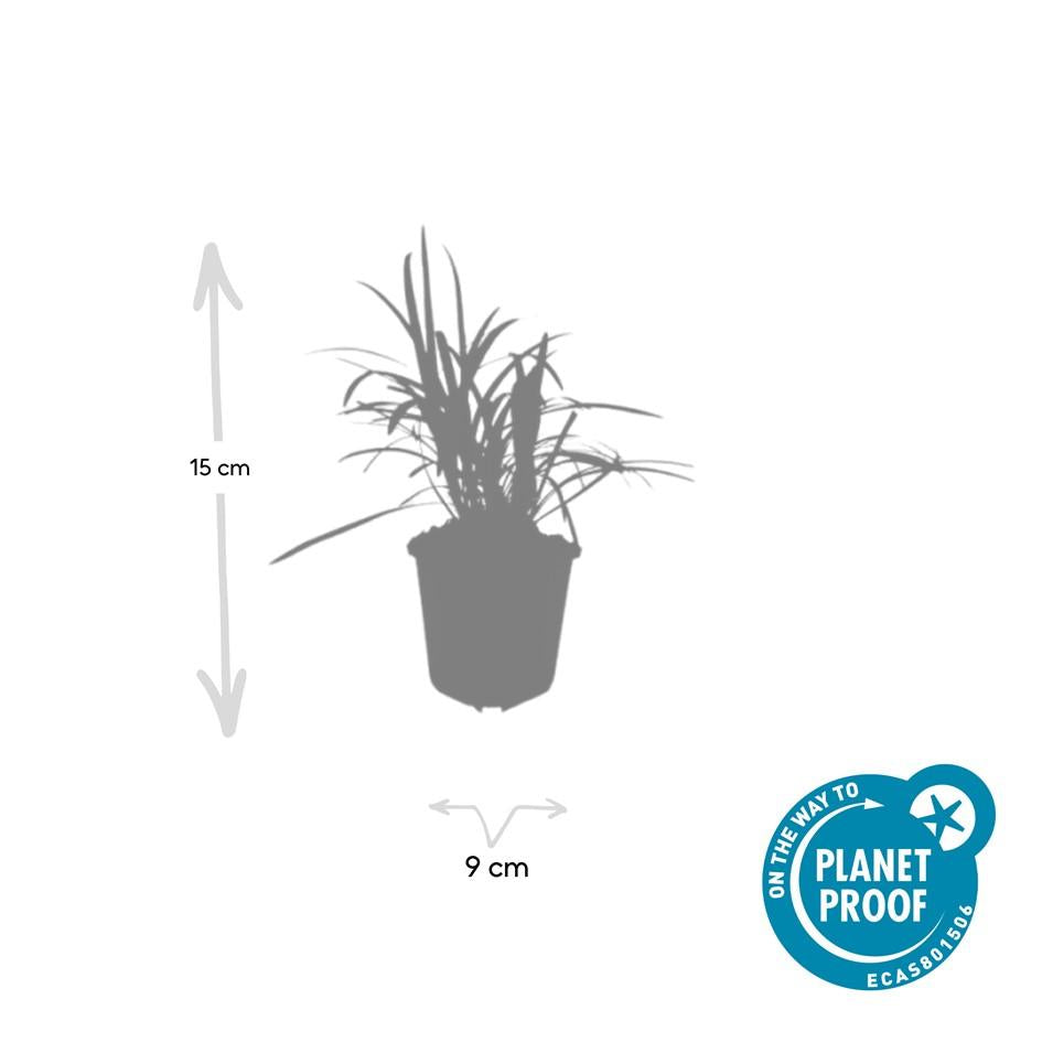 20x Liriope muscari 'Monroe White' - ↕10-25cm - Ø9cm