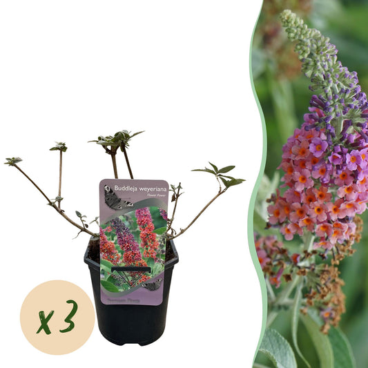 Green boutiQ - Vlinderstruik - Buddleja davidii Flower Power - Bloem Oranje Paars - 3 Planten - 1m2 - Bladverliezend - Vlinderlokkend -  Pot 17cm Hoogte 30cm
