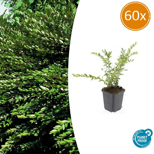 60x Lonicera pileata 'Purple Pearl' - ↕10-25cm - Ø9cm