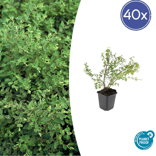 40x Symphoricarpos ch. 'Hancock' - ↕10-25cm - Ø9cm