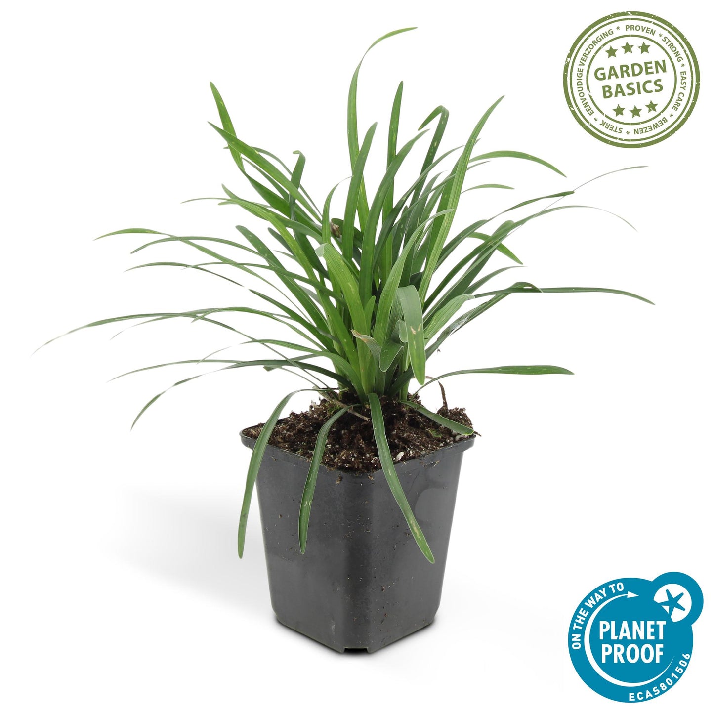 60x Liriope muscari 'Moneymaker' - ↕10-25cm - Ø9cm