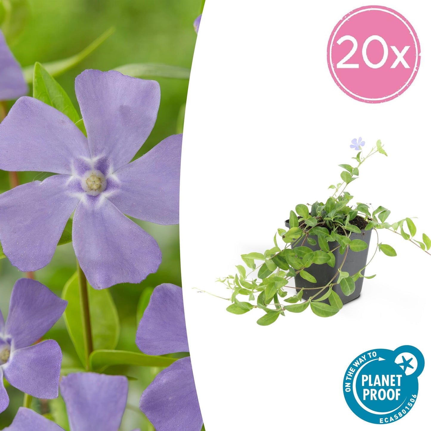 20x Vinca minor 'La Grave' - ↕10-25cm - Ø9cm