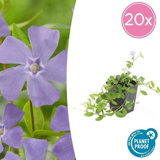 20x Vinca minor 'La Grave' - ↕10-25cm - Ø9cm
