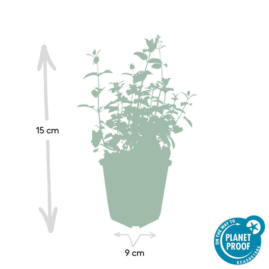 12x Nepeta 'Six Hills Giant' - ↕10-25cm - Ø9cm