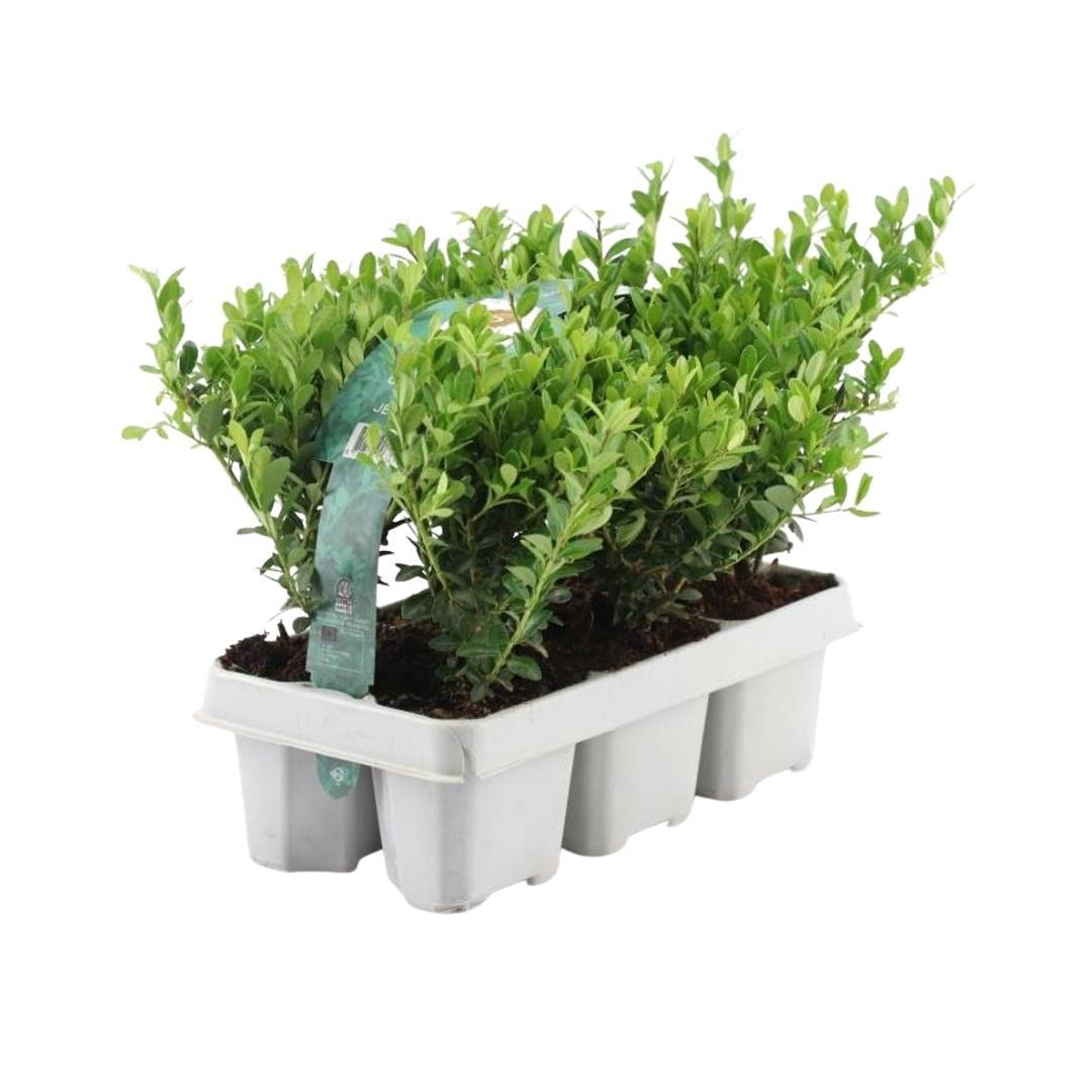 12 x 6 pack Ilex crenata 'Jenny' - Ø7 cm - ↕15 cm