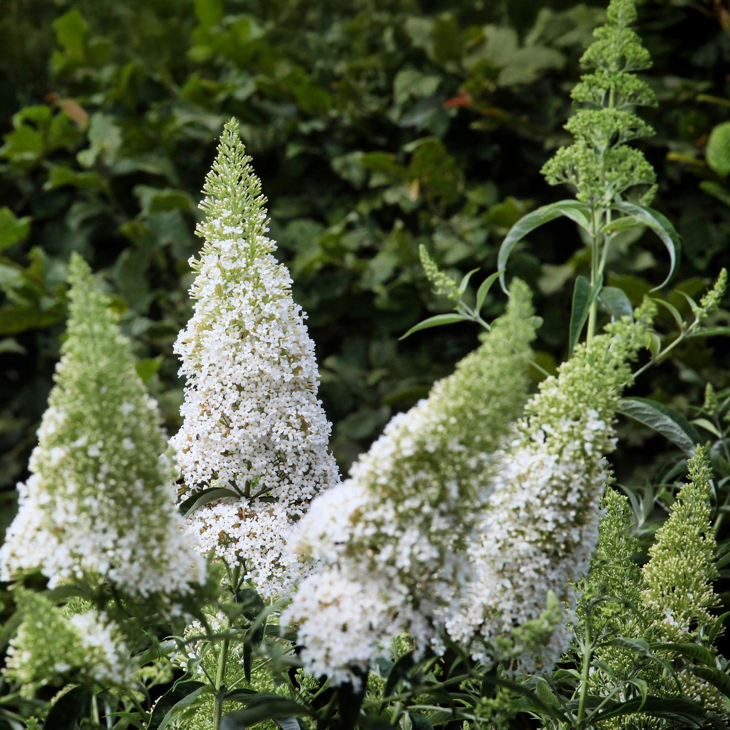 Green boutiQ - Vlinderstruik - Buddleja davidii White Profusion - Bloem Wit - 1 Plant - Bladverliezend - Vlinderlokkend -  Pot 17cm Hoogte 25cm