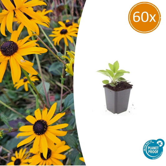 60x Rudbeckia fulgida 'Goldsturm' - ↕10-25cm - Ø9cm