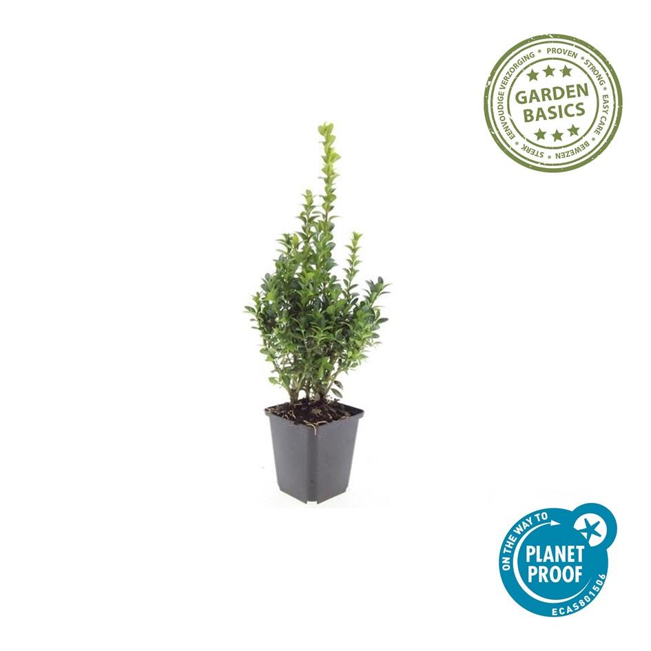 12x Buxus Sempervirens - ↕10-25cm - Ø9cm