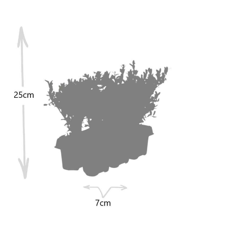 12 x 6 pack Ilex crenata 'Jenny' - Ø7 cm - ↕15 cm