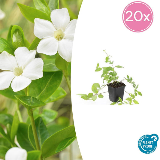 20x Vinca major 'Alba' - ↕10-25cm - Ø9cm