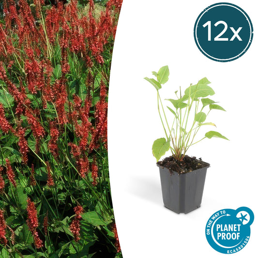 12x Persicaria amplexicaulis - ↕10-25cm - Ø9cm
