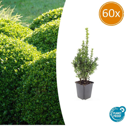 60x Buxus Sempervirens - ↕10-25cm - Ø9cm