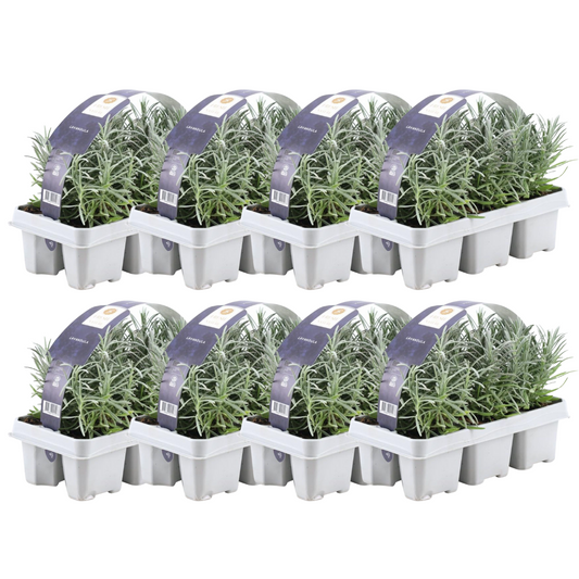 8 x 6er set Lavendel angustifolia - 48 x Ø7 cm - ↕15 cm