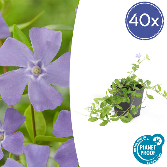 40x Vinca minor 'La Grave' - ↕10-25cm - Ø9cm