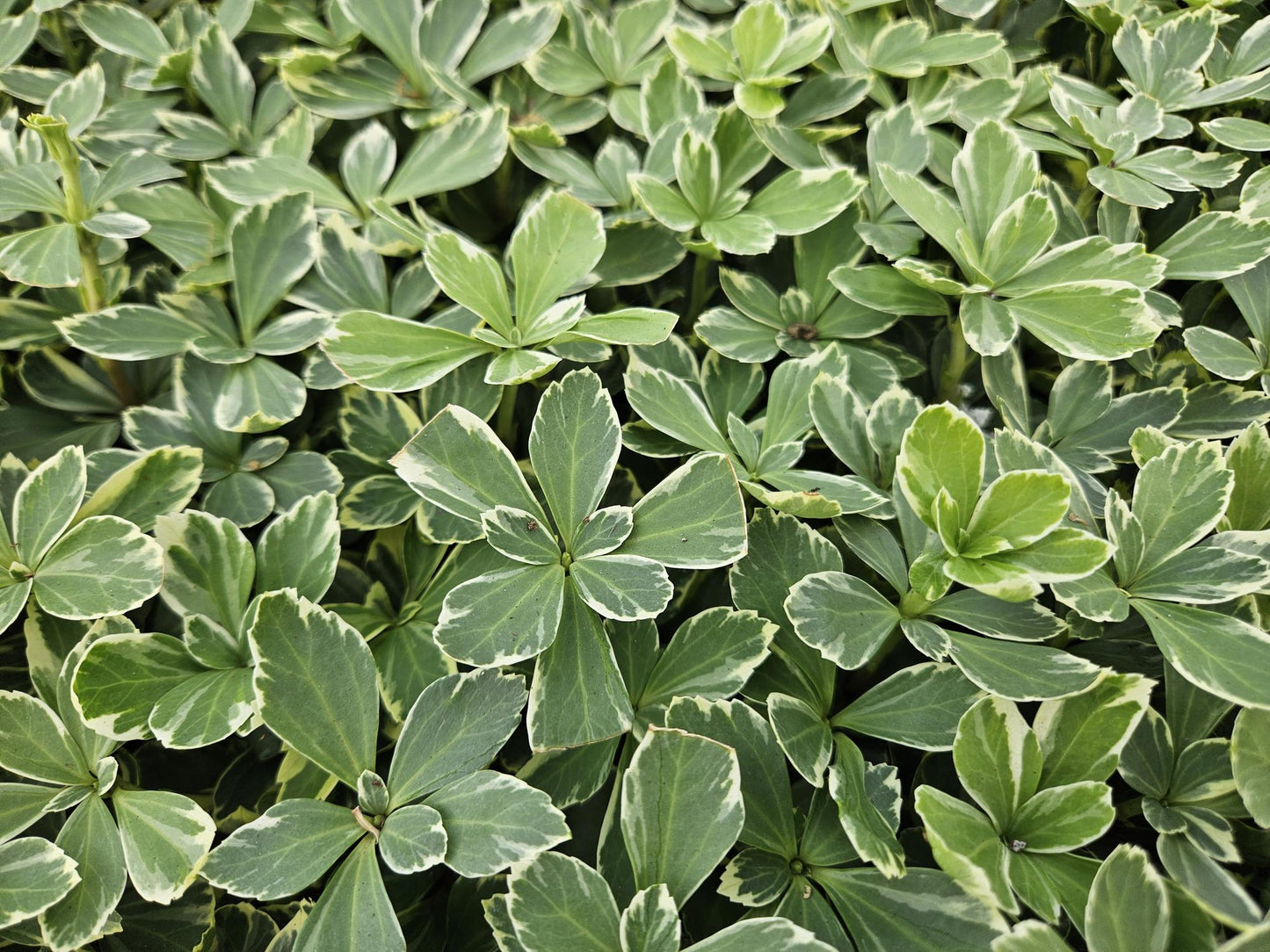 12x Pachysandra term. 'Variegata' - ↕10-25cm - Ø9cm