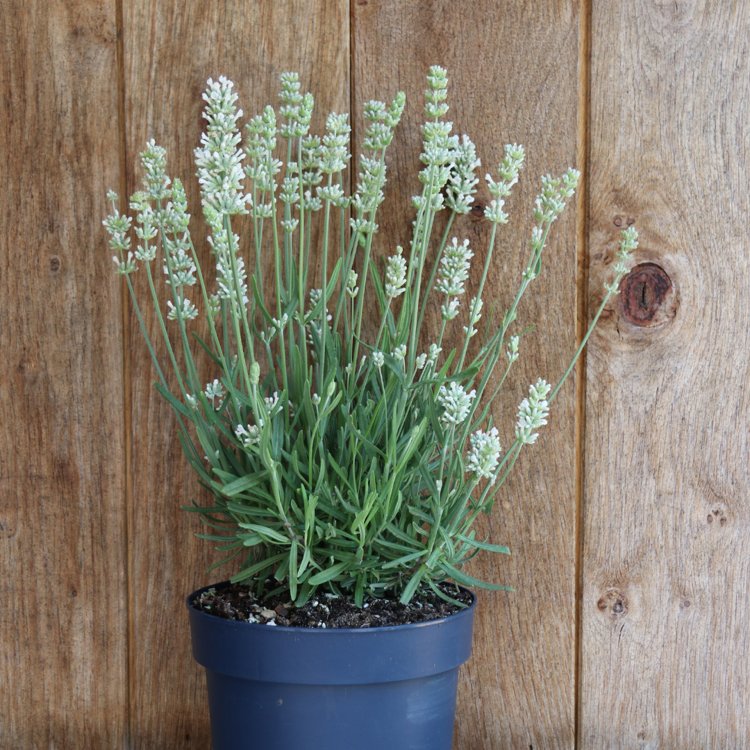 6x Lavandula angustifolia Felice® - 12 cm pot - Set van 6 Lavendel planten