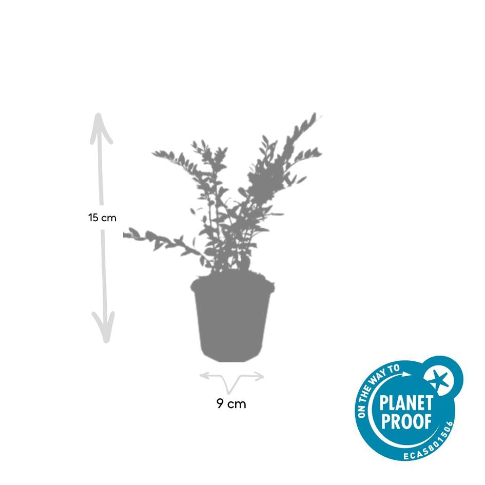 40x Lonicera pileata 'Purple Pearl' - ↕10-25cm - Ø9cm