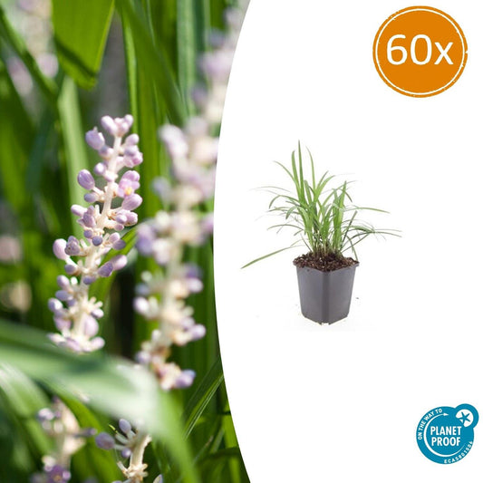 60x Liriope muscari 'Monroe White' - ↕10-25cm - Ø9cm