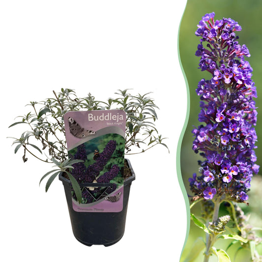 Green boutiQ - Vlinderstruik - Buddleja davidii Black Night - Bloem Paars - 1 Plant - Bladverliezend - Vlinderlokkend -  Pot 17cm Hoogte 25cm