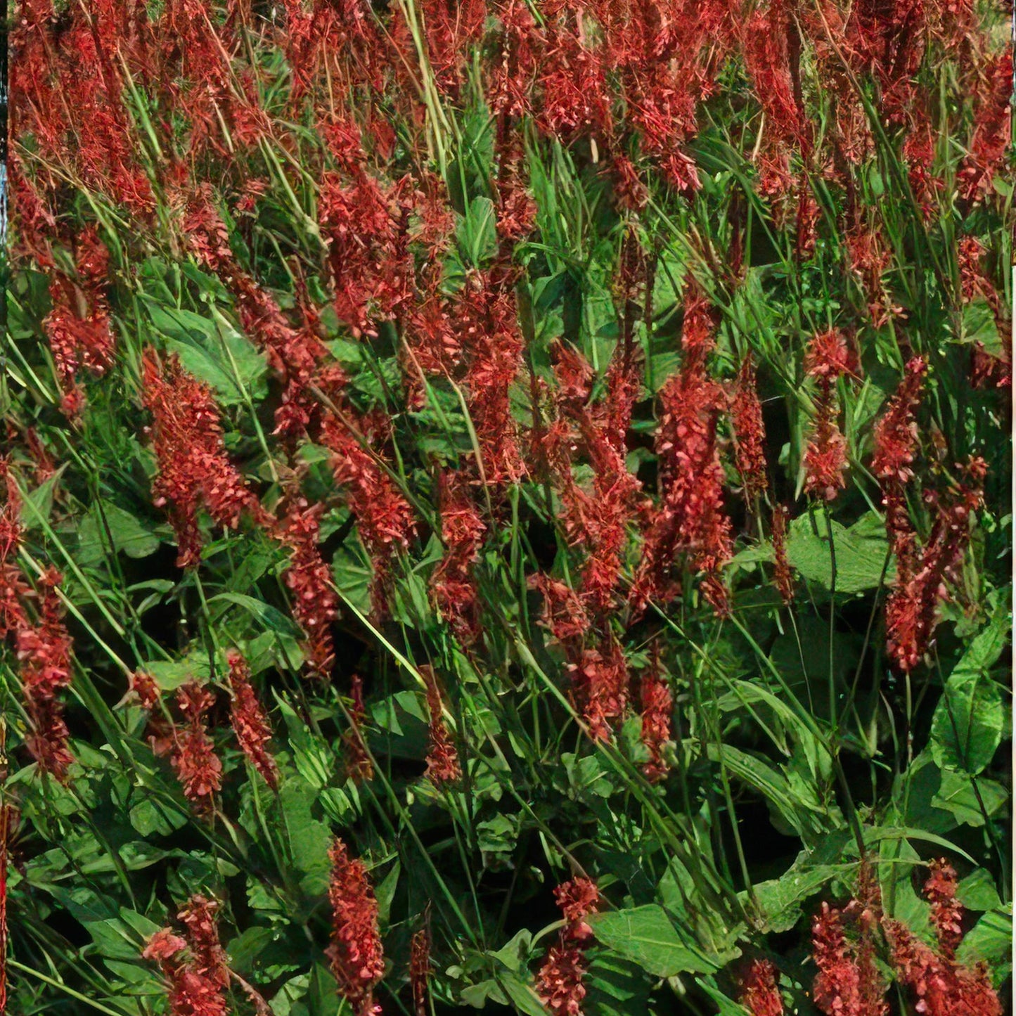 12x Persicaria amplexicaulis - ↕10-25cm - Ø9cm