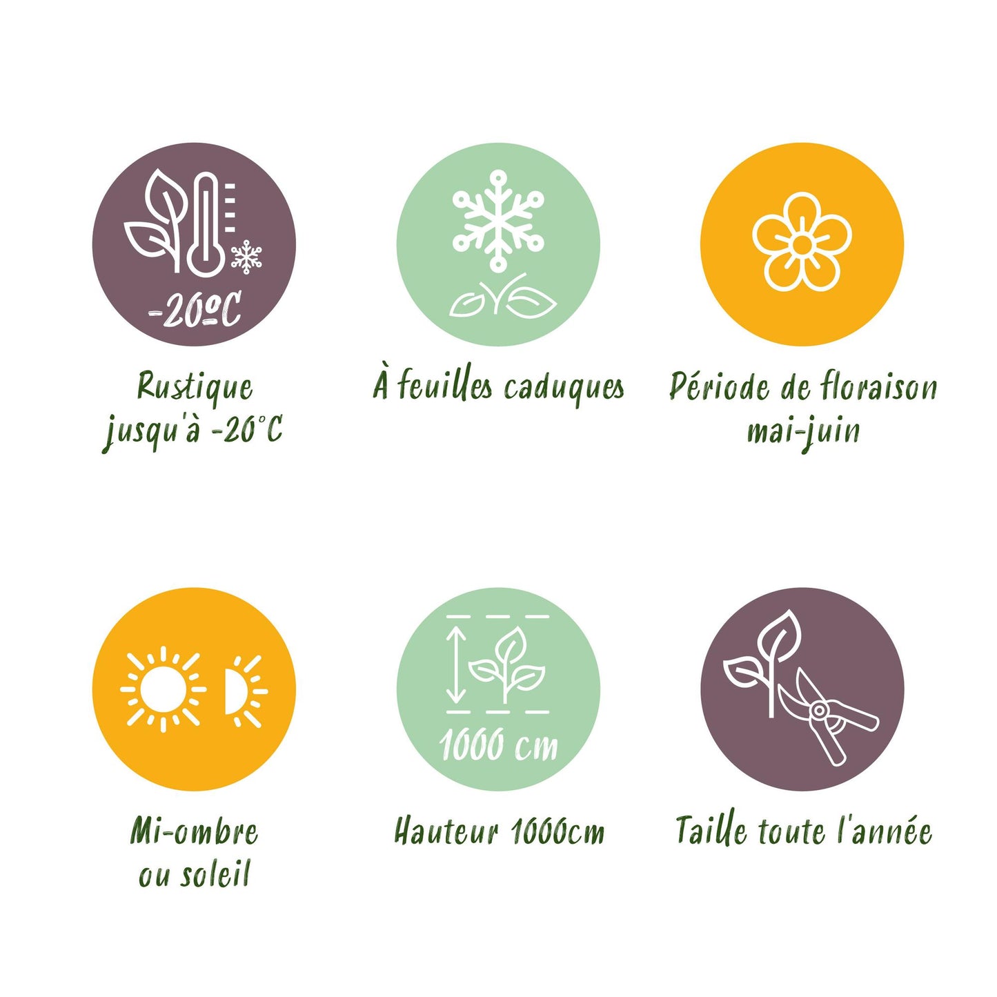 Green boutiQ - Wilde Wingerd - Parthenocissus Engelmannii - Blad Groen later Rood - Weinig onderhoud - 2 planten - Pot 11cm Hoogte 40cm