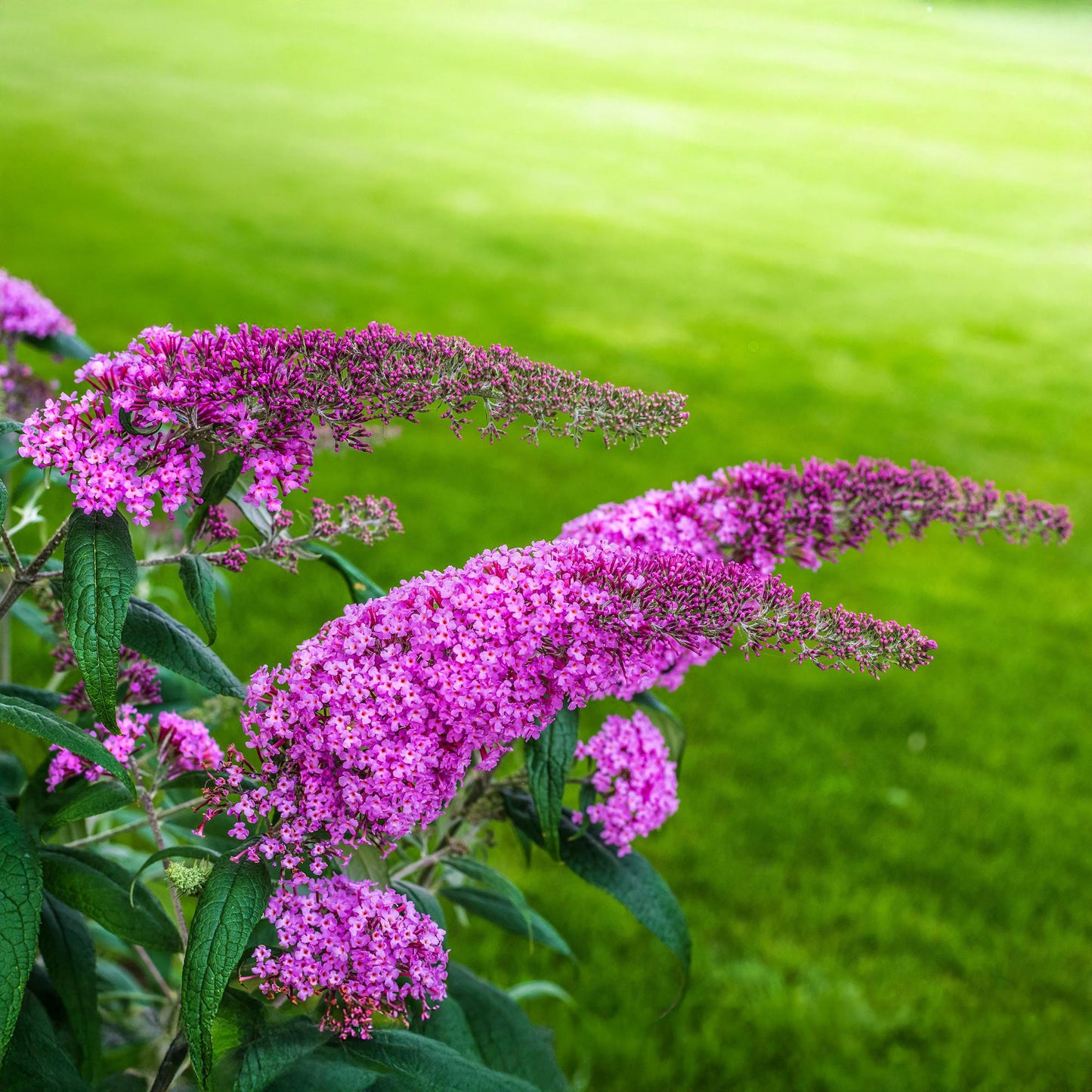 Green boutiQ - Vlinderstruik - Buddleja davidii Pink Delight - Bloem Roze - 1 Plant - Bladverliezend - Vlinderlokkend -  Pot 17cm Hoogte 25cm