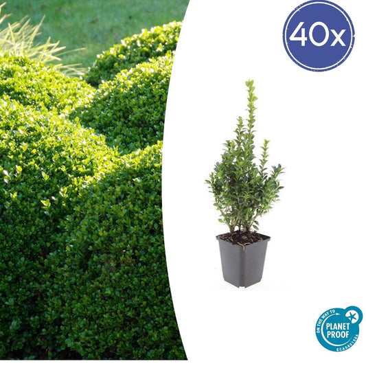 40x Buxus Sempervirens - ↕10-25cm - Ø9cm