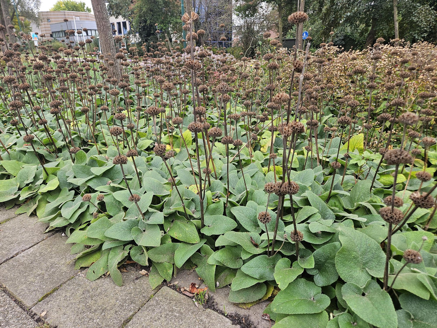 12x Phlomis russeliana - ↕10-25cm - Ø9cm