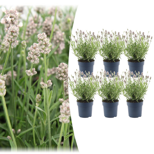 6x Lavandula angustifolia Felice® - 12 cm pot - Set van 6 Lavendel planten
