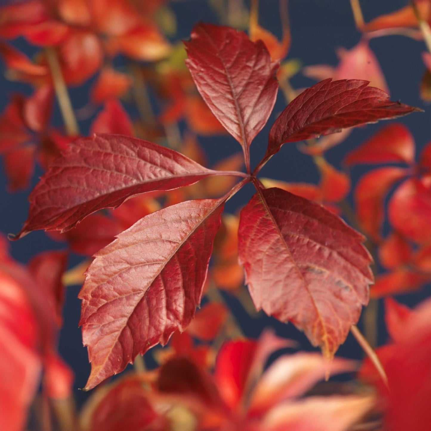 Green boutiQ - Wilde Wingerd - Parthenocissus Engelmannii - Blad Groen later Rood - Weinig onderhoud - 2 planten - Pot 11cm Hoogte 40cm