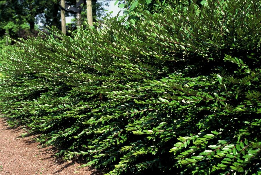12x Lonicera pileata - ↕10-25cm - Ø9cm