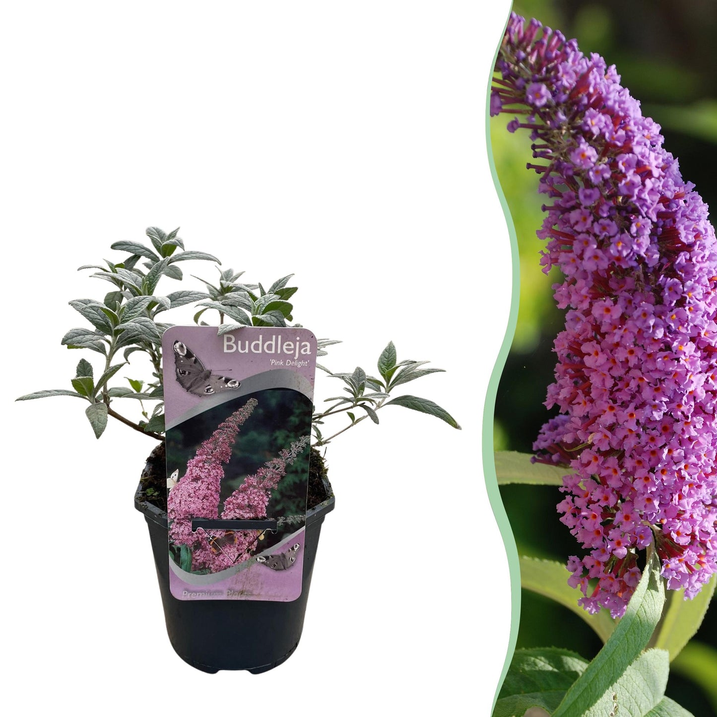 Green boutiQ - Vlinderstruik - Buddleja davidii Pink Delight - Bloem Roze - 1 Plant - Bladverliezend - Vlinderlokkend -  Pot 17cm Hoogte 25cm