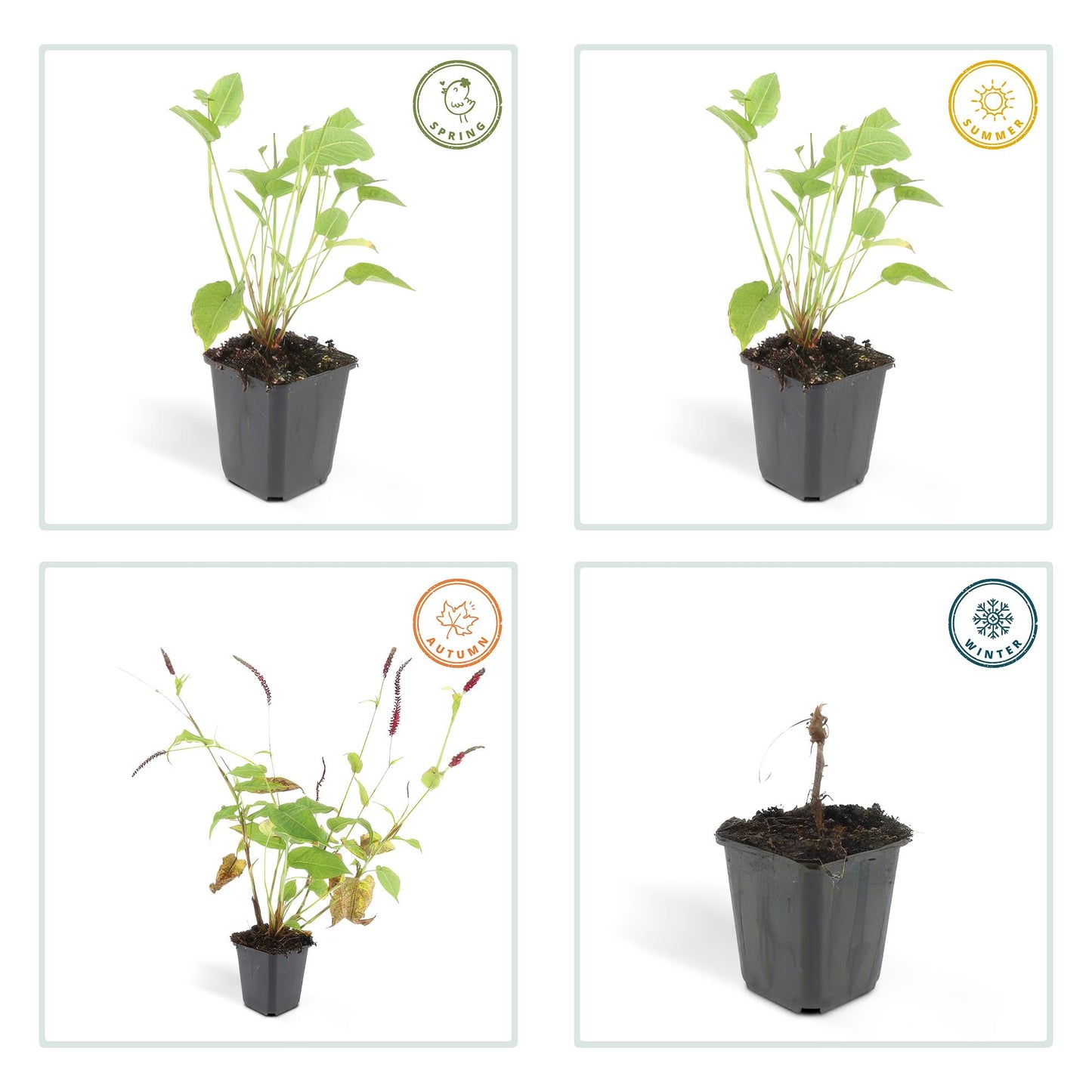 12x Persicaria amplexicaulis - ↕10-25cm - Ø9cm