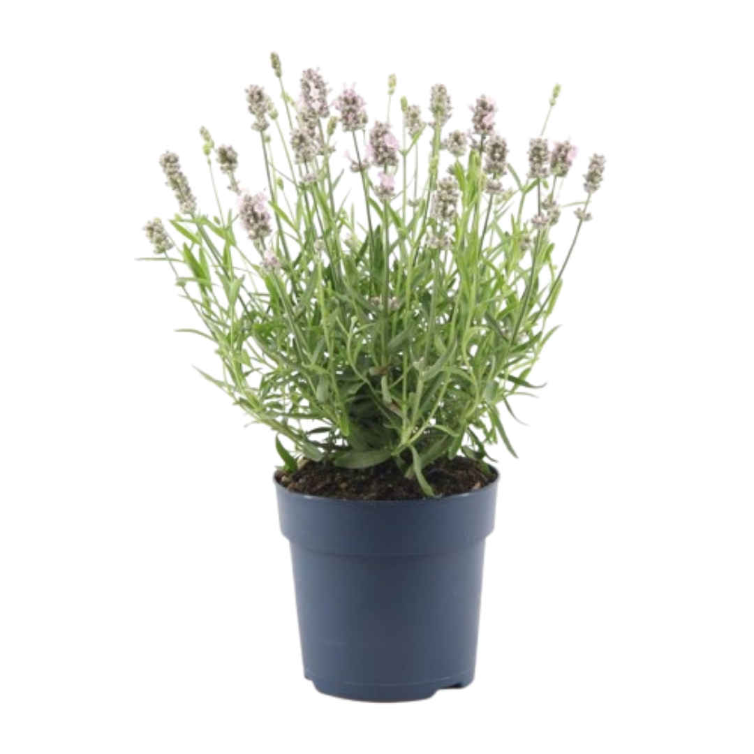 6x Lavandula angustifolia Felice® - 12 cm pot - Set van 6 Lavendel planten