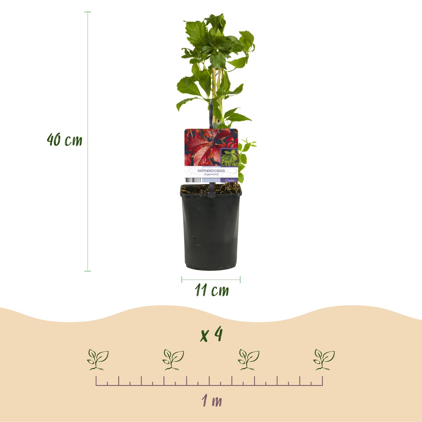 Green boutiQ - Wilde Wingerd - Parthenocissus Engelmannii - Blad Groen later Rood - Weinig onderhoud - 2 planten - Pot 11cm Hoogte 40cm