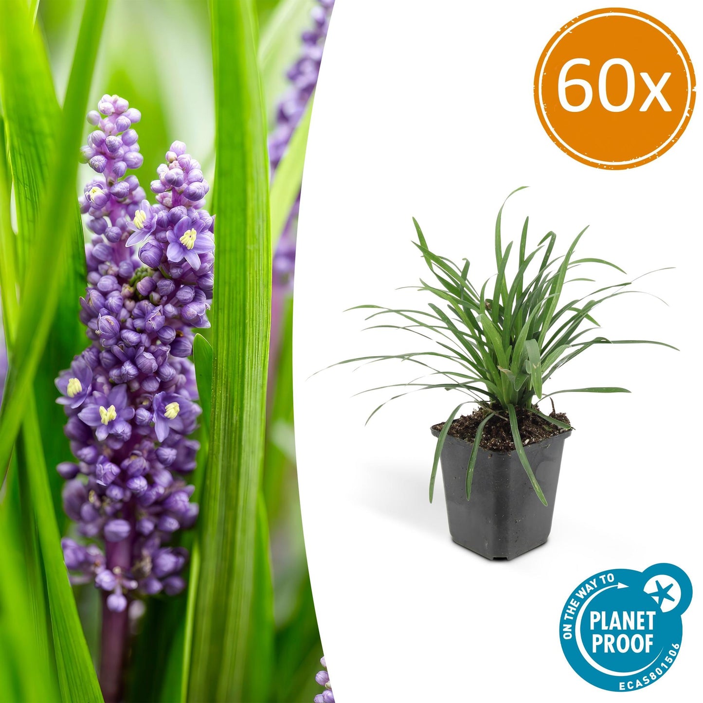 60x Liriope muscari 'Moneymaker' - ↕10-25cm - Ø9cm