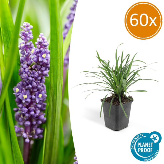 60x Liriope muscari 'Moneymaker' - ↕10-25cm - Ø9cm