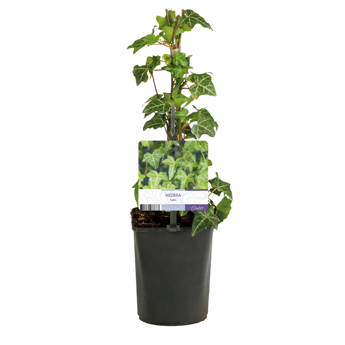 Green boutiQ - Klimplant - Hedera helix - Blad groen - Groenblijvend - 2 planten - Pot 11cm Hoogte 40cm
