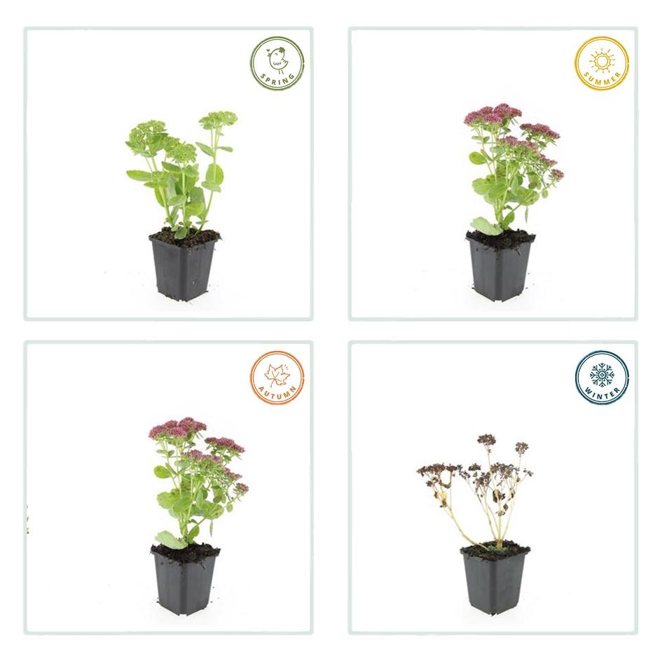 12x Sedum 'Herbstfreude' - ↕10-25cm - Ø9cm