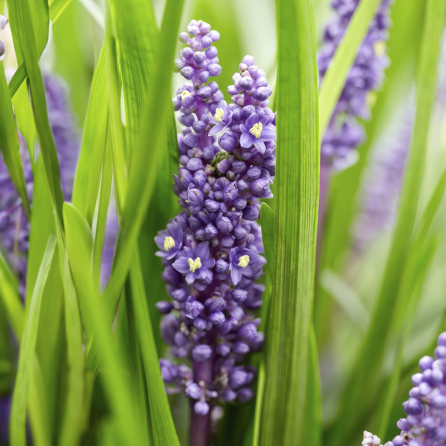 60x Liriope muscari 'Moneymaker' - ↕10-25cm - Ø9cm