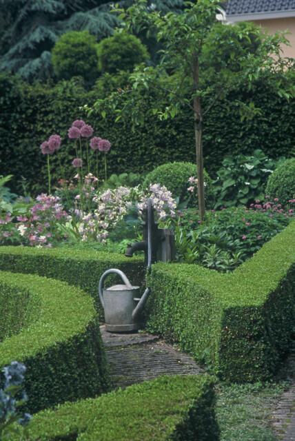 12x Buxus Sempervirens - ↕10-25cm - Ø9cm