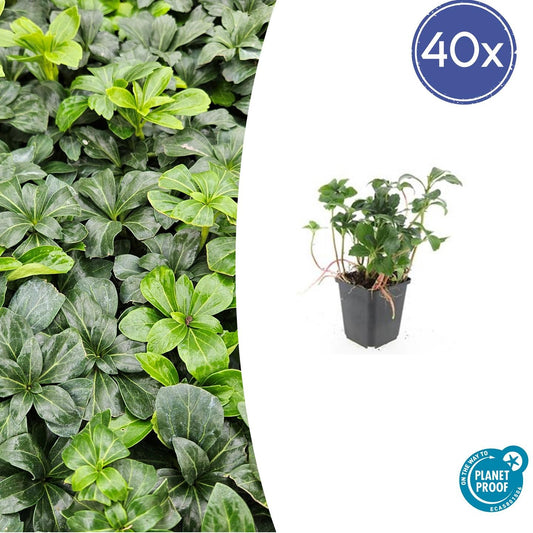 40x Pachysandra term. 'Green Sheen' - ↕10-25cm - Ø9cm