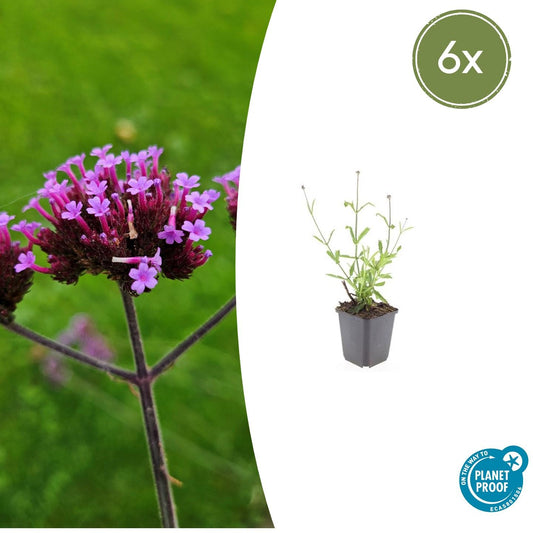 6x Verbena bon. 'Lollipop' - ↕10-25cm - Ø9cm