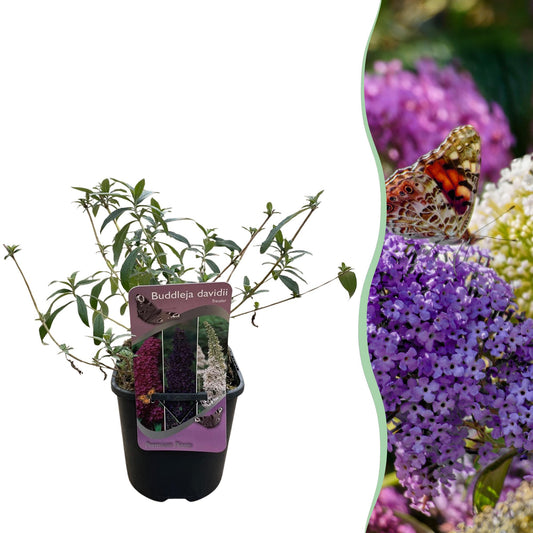 Green boutiQ - Vlinderstruik - Buddleja davidii Tricolour - Bloem Roze , Wit en Paars - 1 Plant - Bladverliezend - Vlinderlokkend -  Pot 17cm Hoogte 30cm