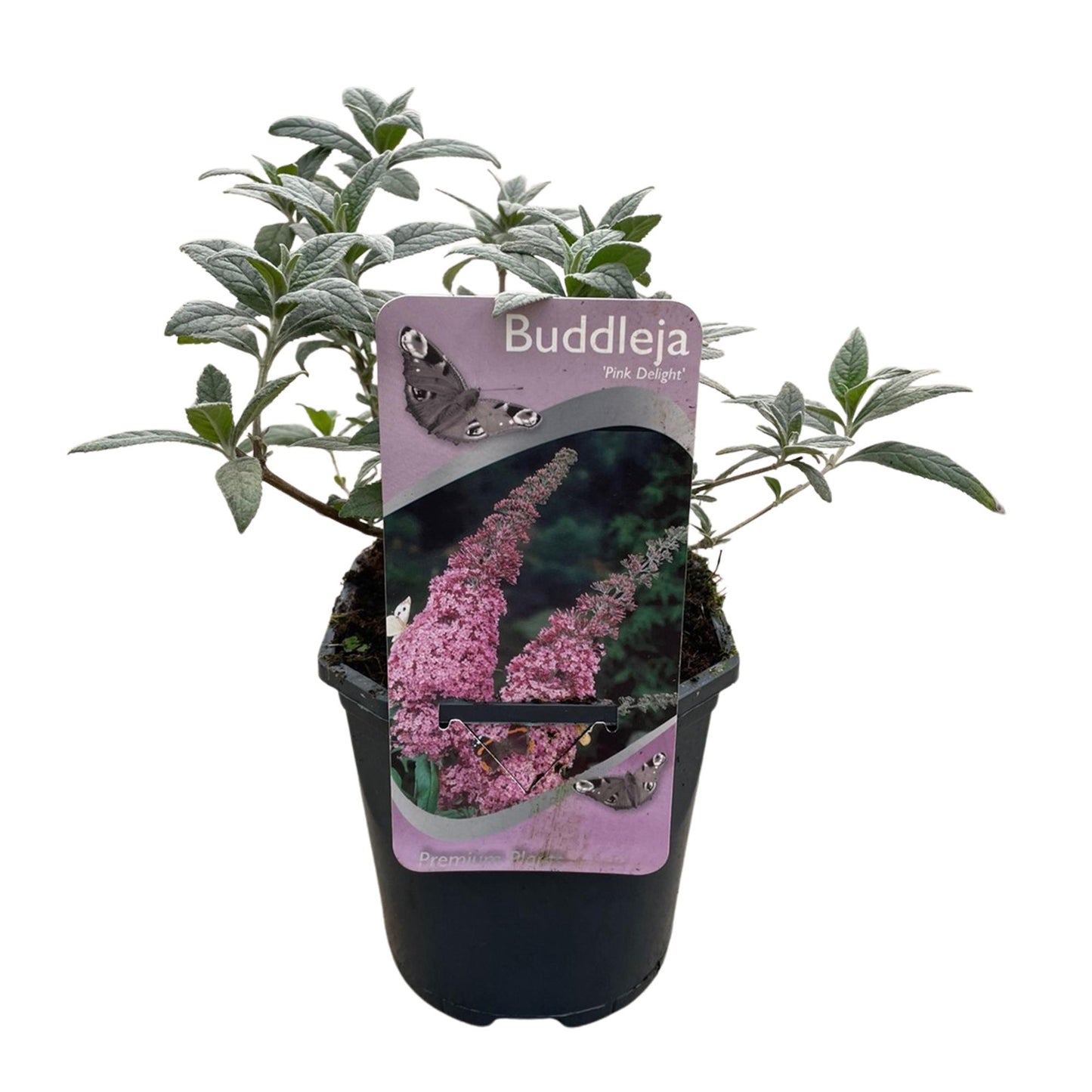 Green boutiQ - Vlinderstruik - Buddleja davidii Pink Delight - Bloem Roze - 1 Plant - Bladverliezend - Vlinderlokkend -  Pot 17cm Hoogte 25cm