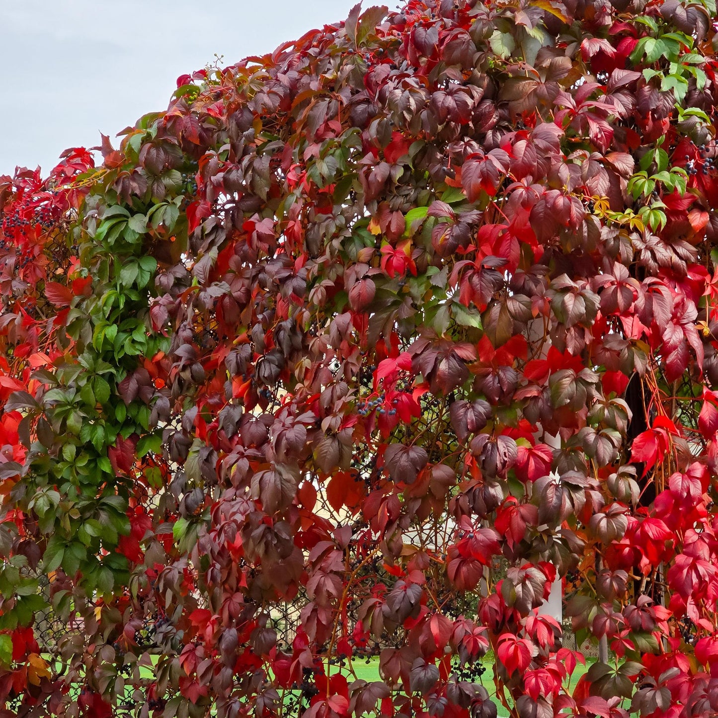 Green boutiQ - Wilde Wingerd - Parthenocissus Engelmannii - Blad Groen later Rood - Weinig onderhoud - 2 planten - Pot 11cm Hoogte 40cm