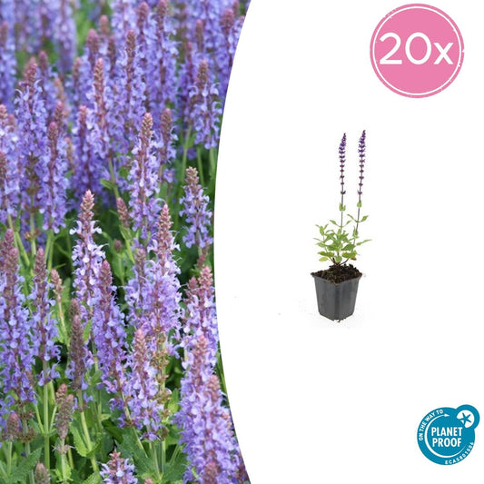 20x Salvia nem. 'Caradonna' - ↕10-25cm - Ø9cm
