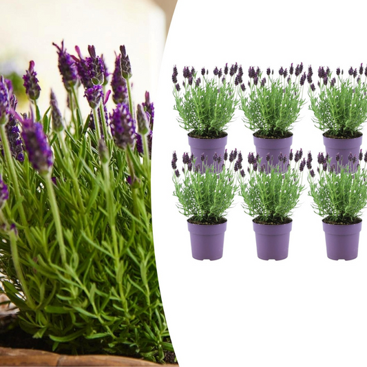 6x Lavandula stoechas Anouk® - 12 cm pot - Set van 6 Franse Lavendels
