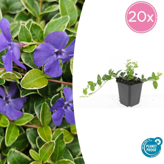 20x Vinca minor 'Argenteovariegata' - ↕10-25cm - Ø9cm